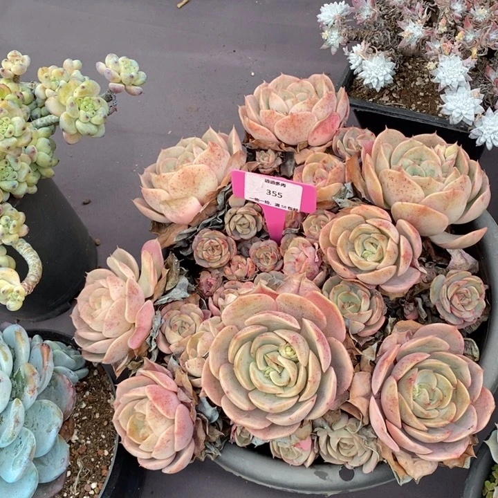 355蓝色苍鹭肉肉肉肉肉肉