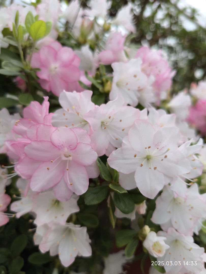 混扦杜鹃，一盆多个品种