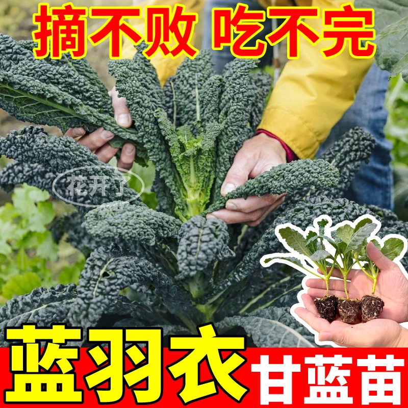 高产蓝羽衣甘蓝苗营养大田小院阳台紫绿粉羽衣甘蓝盆栽抗冻四季