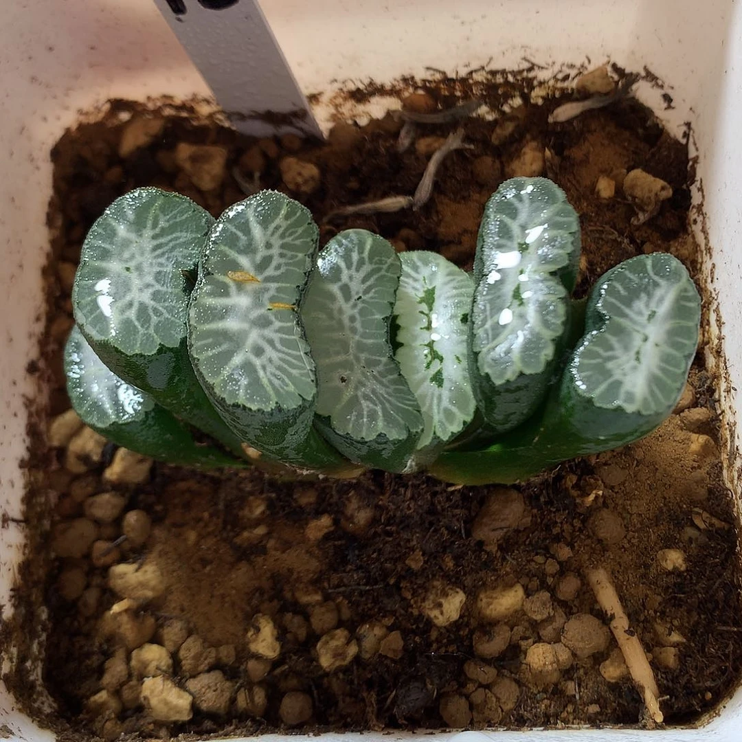 12号实生玉扇带盆土