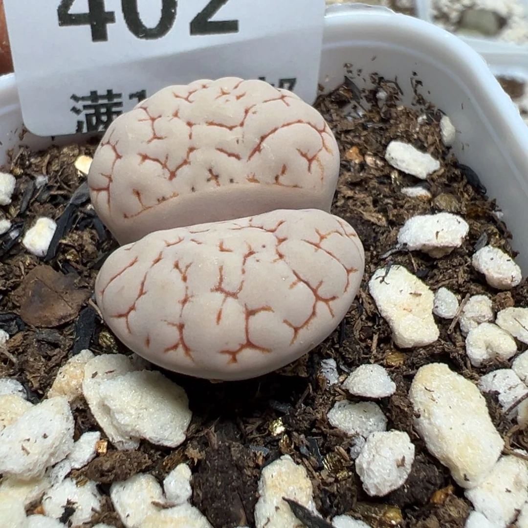 【闪购商品】 402。