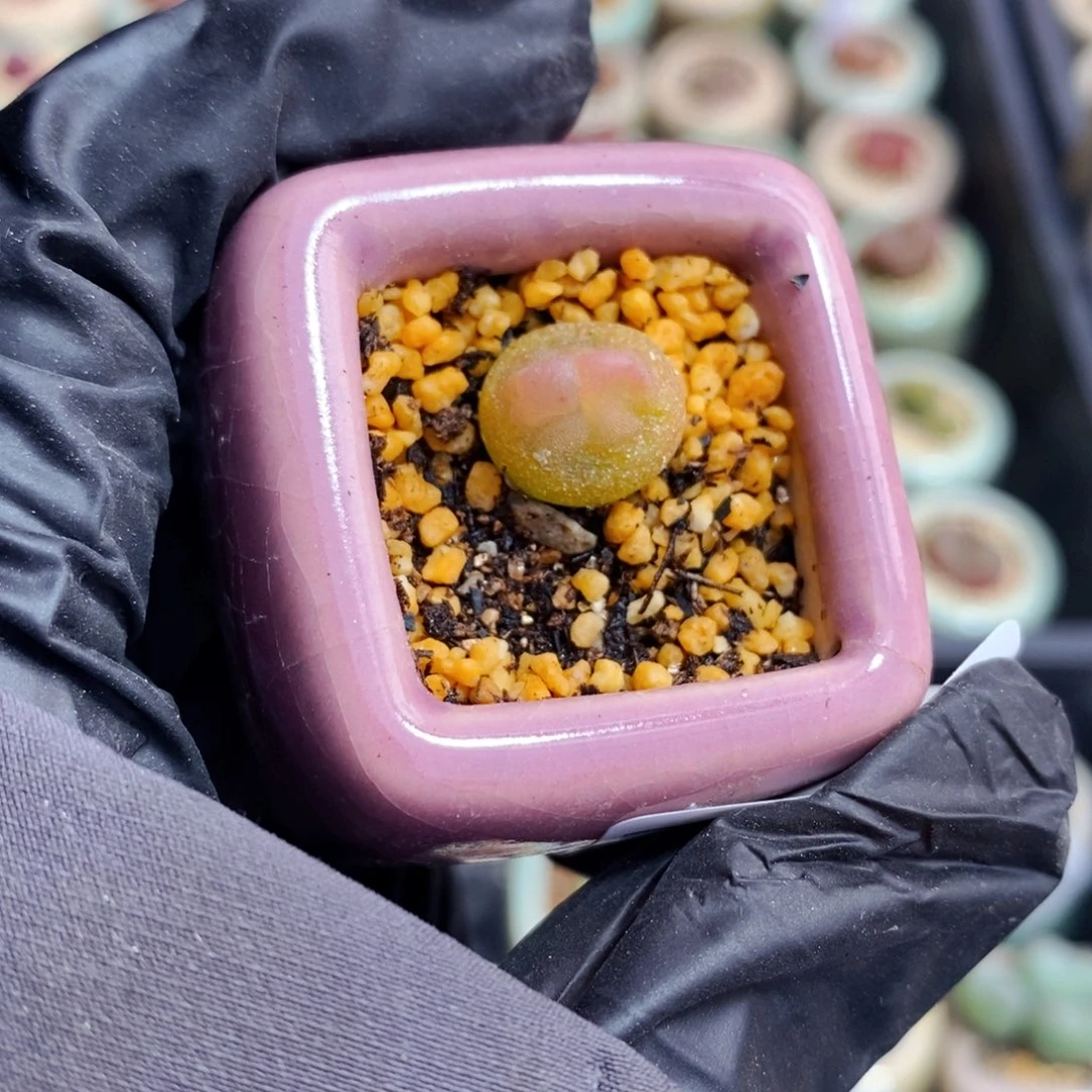 3683-一物一拍 带盆