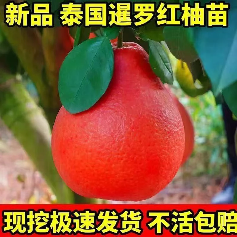 新品泰国暹罗红柚子树苗红心蜜柚 柚子苗 葡萄柚红宝石南北方种植
