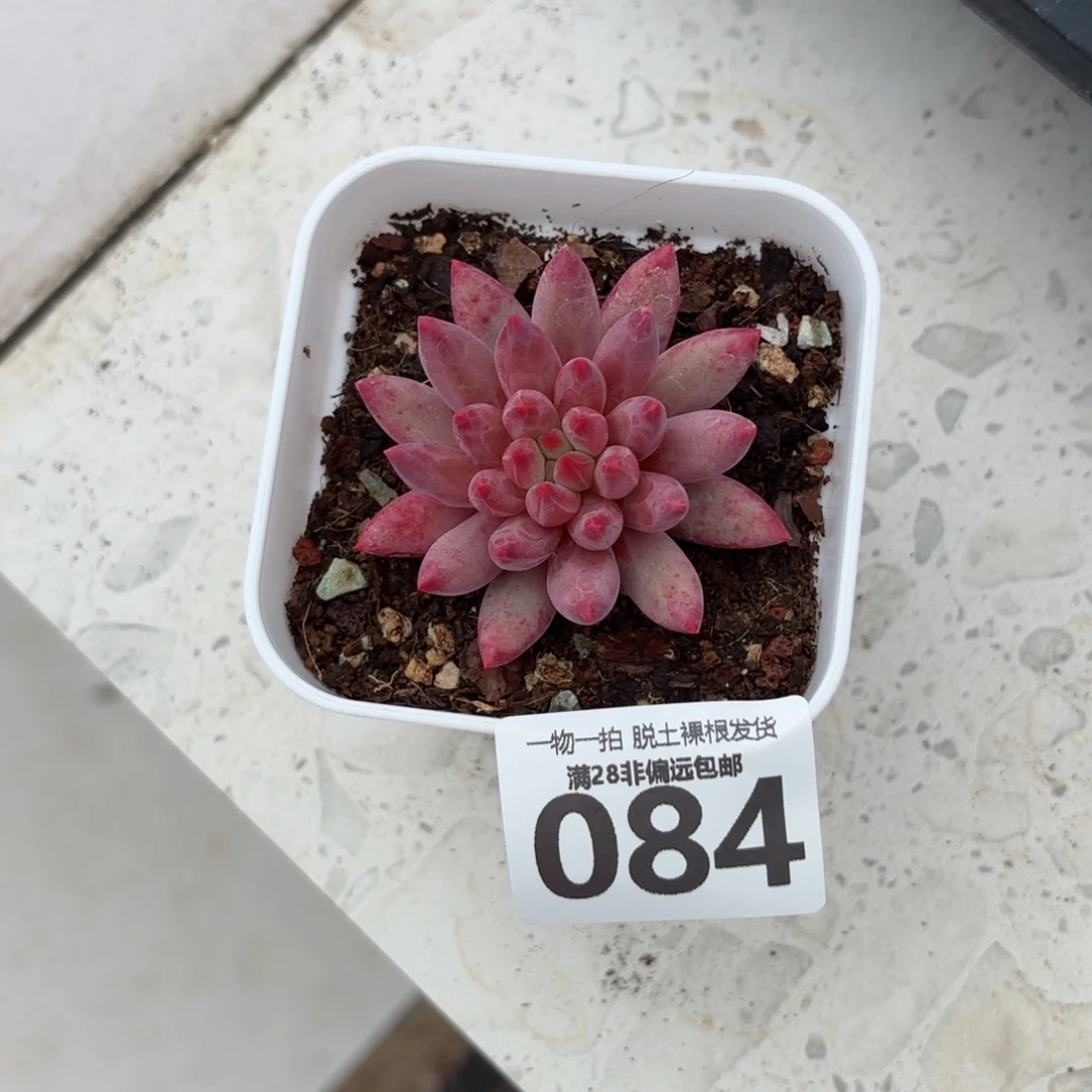 好***莲金鱼姬无盆土发货