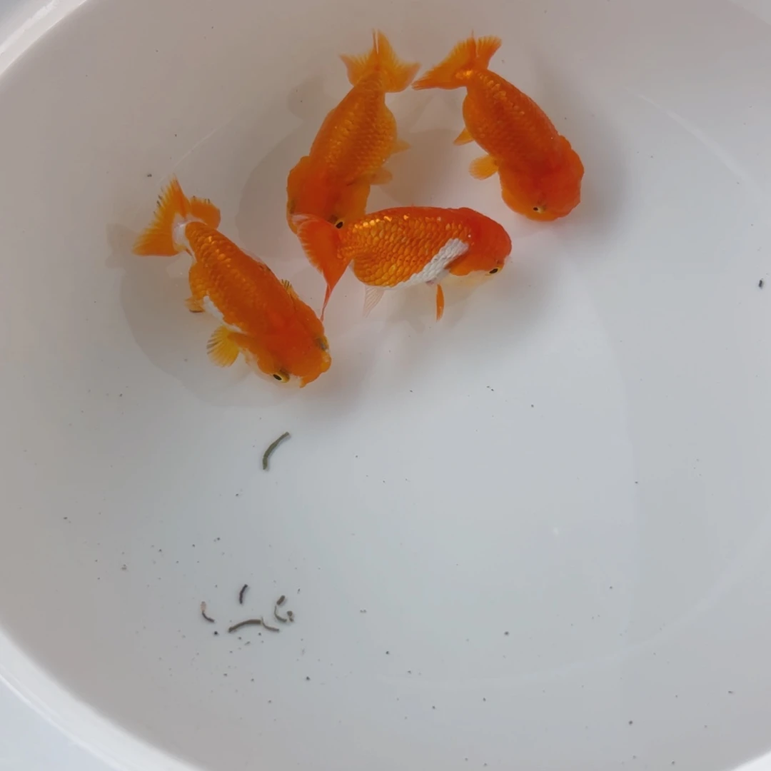 金鱼w****z凤111111111