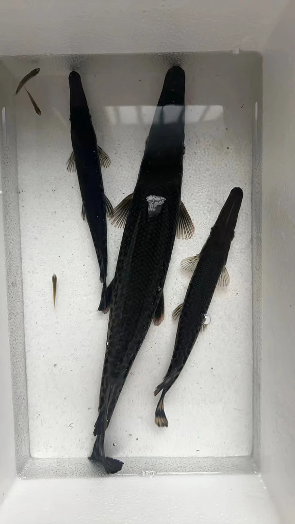 耐寒凶猛鱼鳄雀鳝苗福鳄包邮损好养热带淡水观赏鱼吃肉凶猛观赏鱼