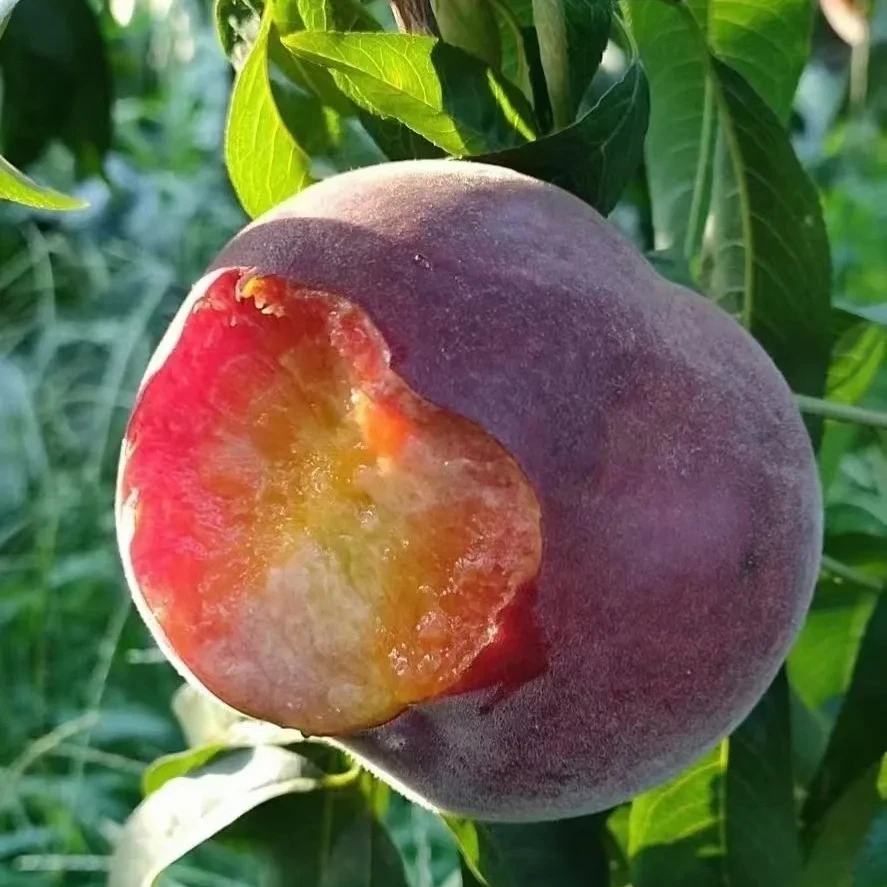 黑桃皇后水蜜桃脆甜桃子沂蒙山毛桃新鲜时令水果黑桃