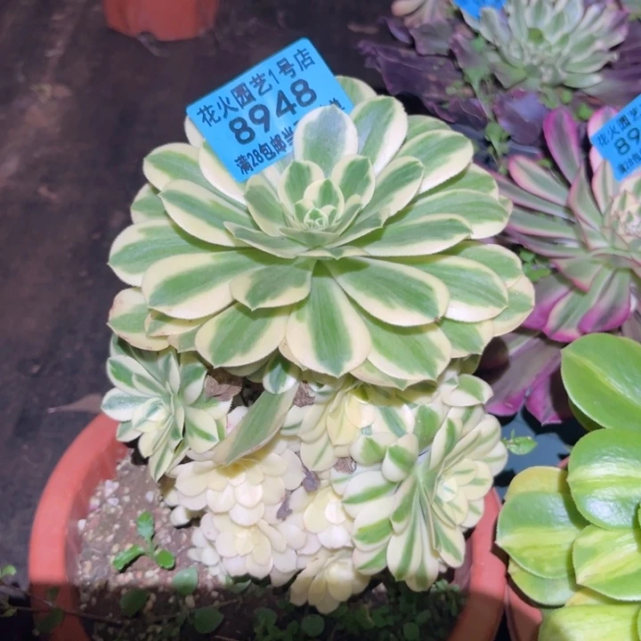 迈巴赫8948多肉植物