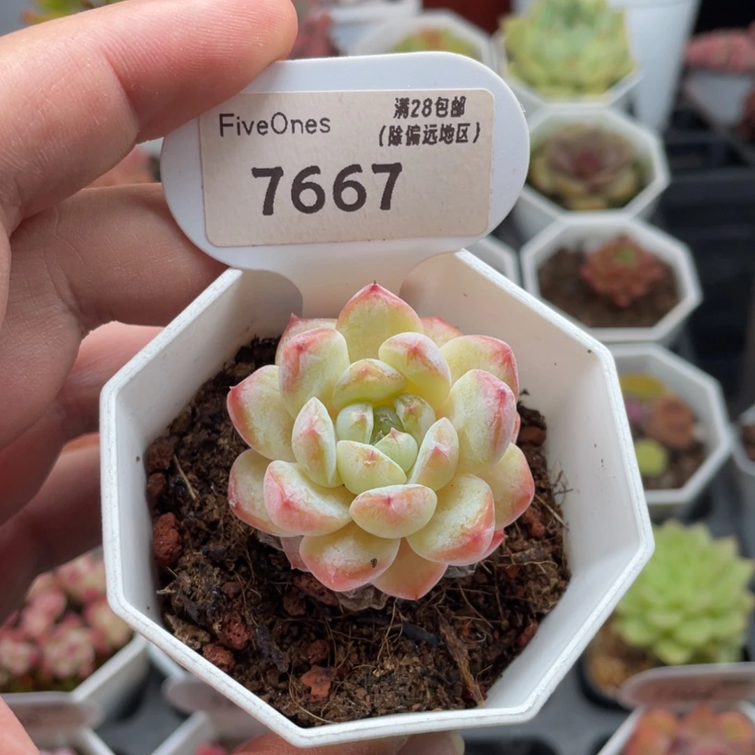 冰冰7667-4.0厘米