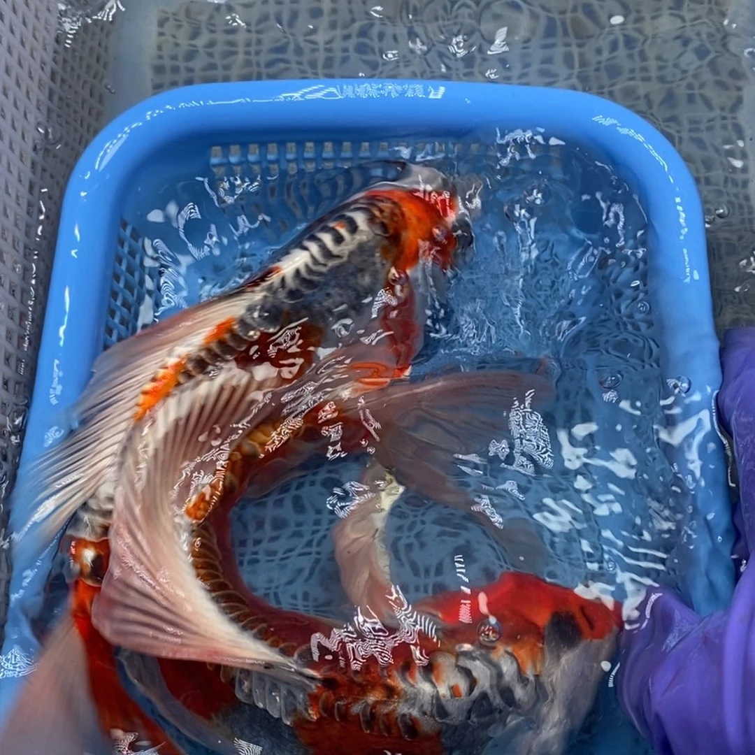 锦鲤冷水锦鲤包邮