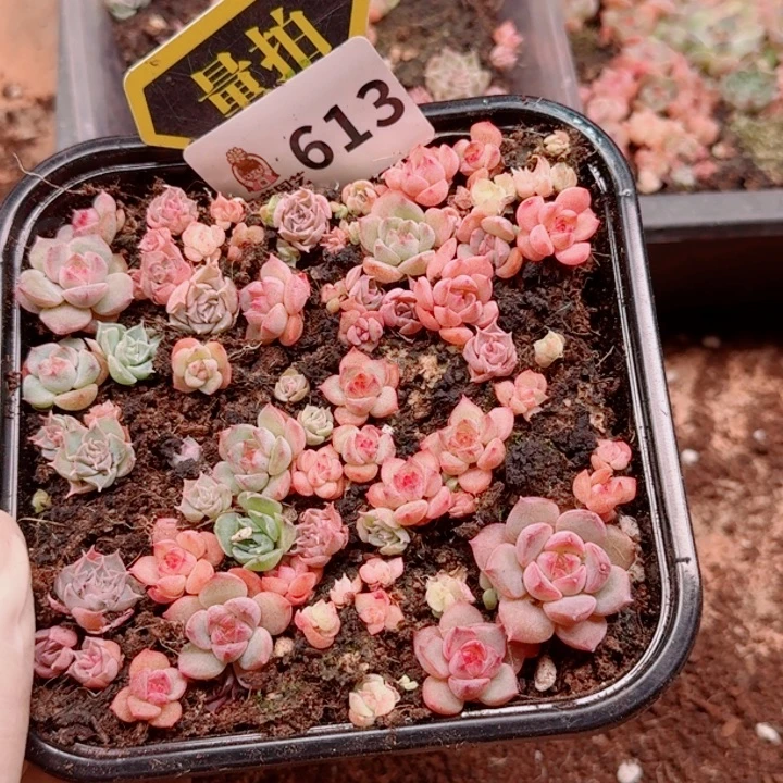 多肉植物多肉植物