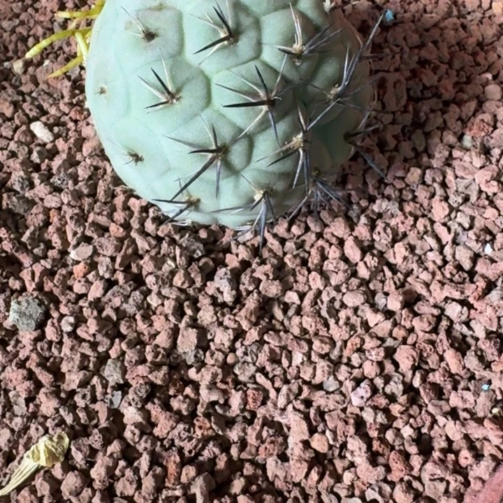 避***港仙人球，习志野，有根