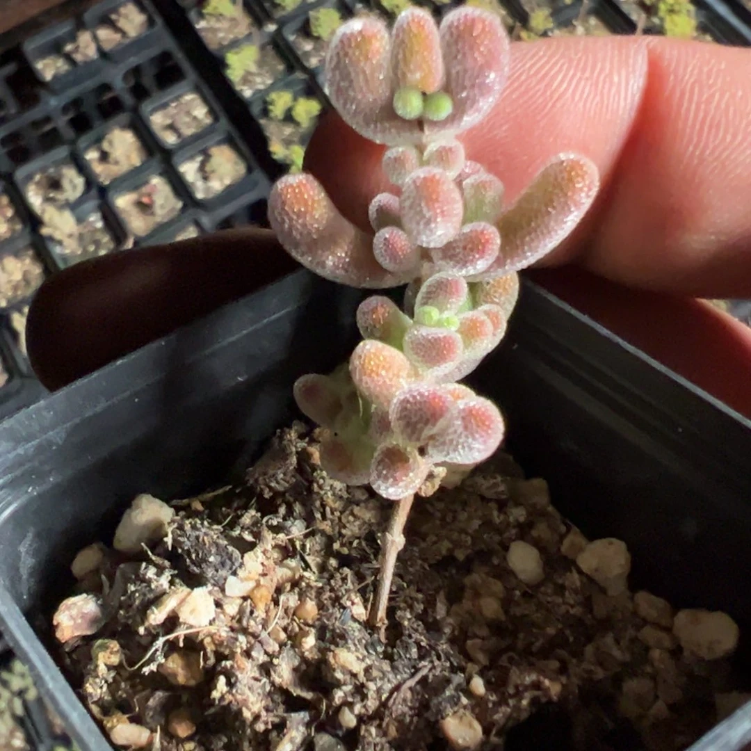 红叶实生55杯老桩