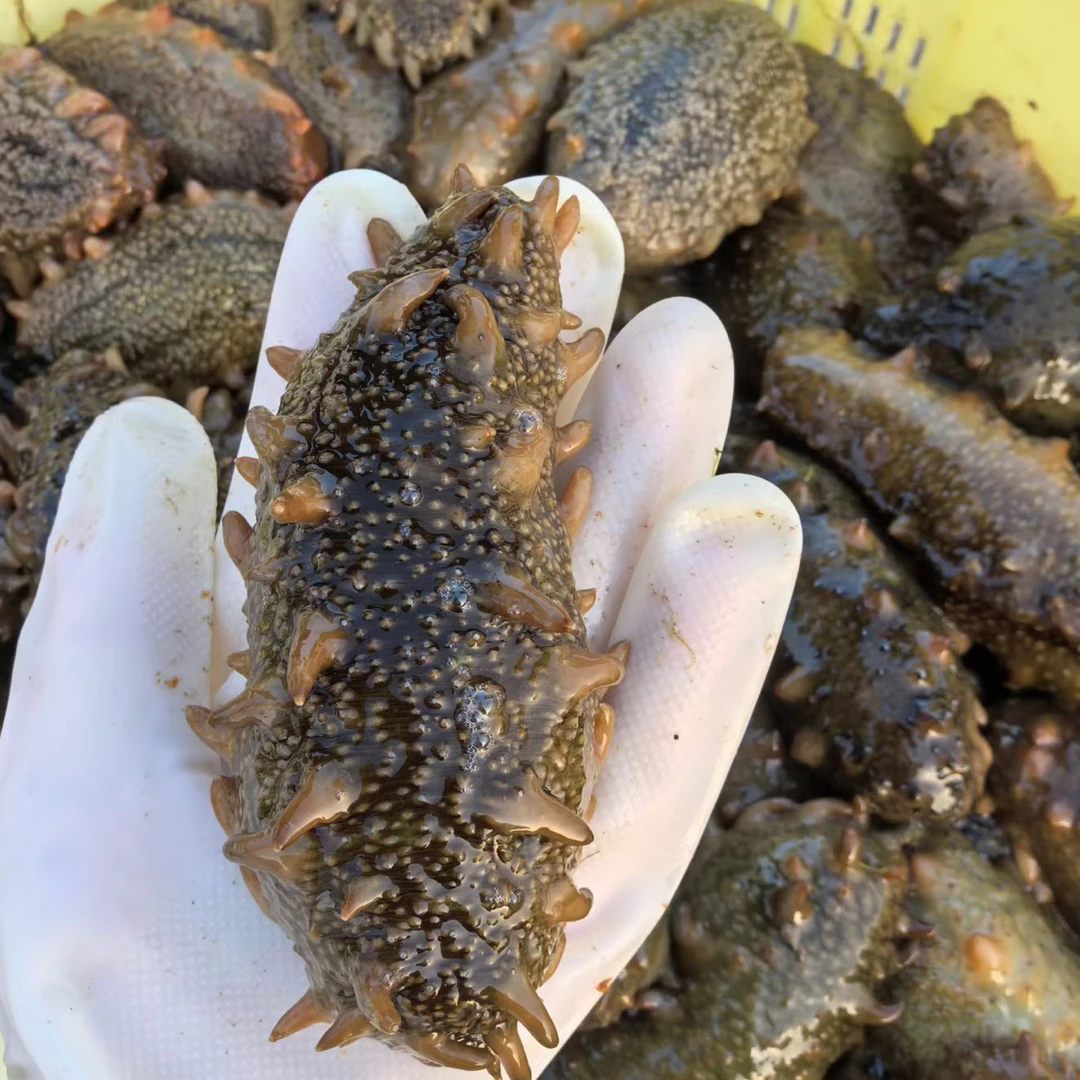 威海本地底播鲜活海参10斤海区直供新鲜打捞加工成高压即食海参