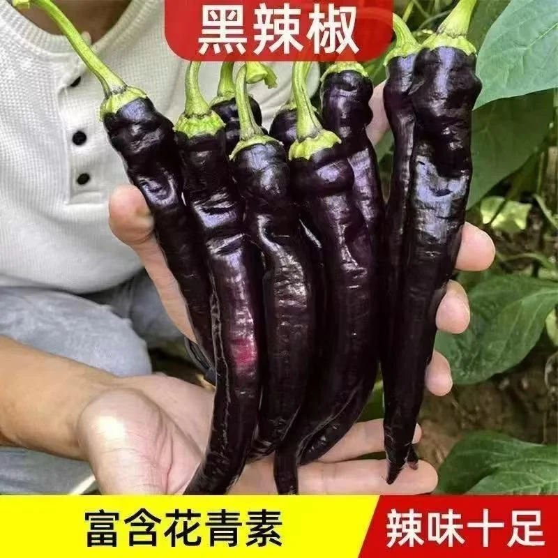 B45黑辣椒种子 四季阳台盆栽种植蔬菜种子