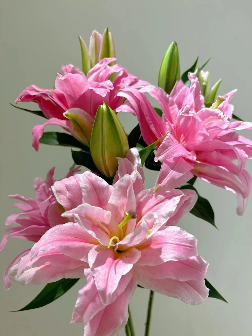 【多头 优尼格重瓣百合】 粉粉嫩嫩的重瓣百合颜值高家居鲜花