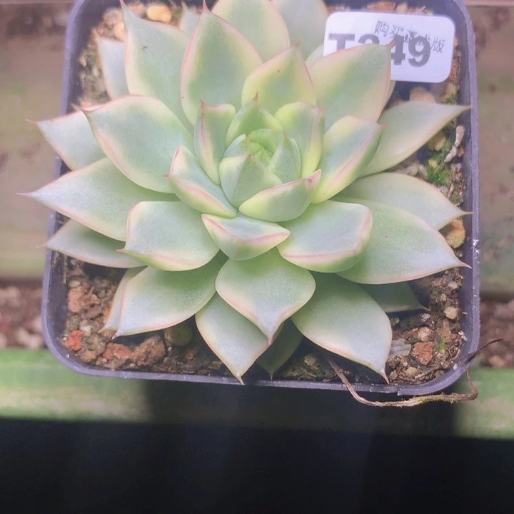 t249大哥风锦脱土