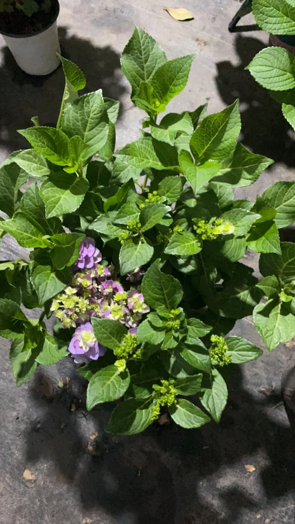 妖精之瞳孔雀蓝绣球花盆栽四季开花室内外好养花卉植物