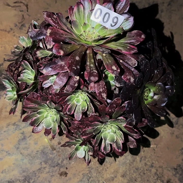 600超墨多肉植物处理不售后