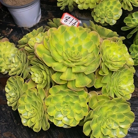 九***姥雨荷老桩大捧花818号