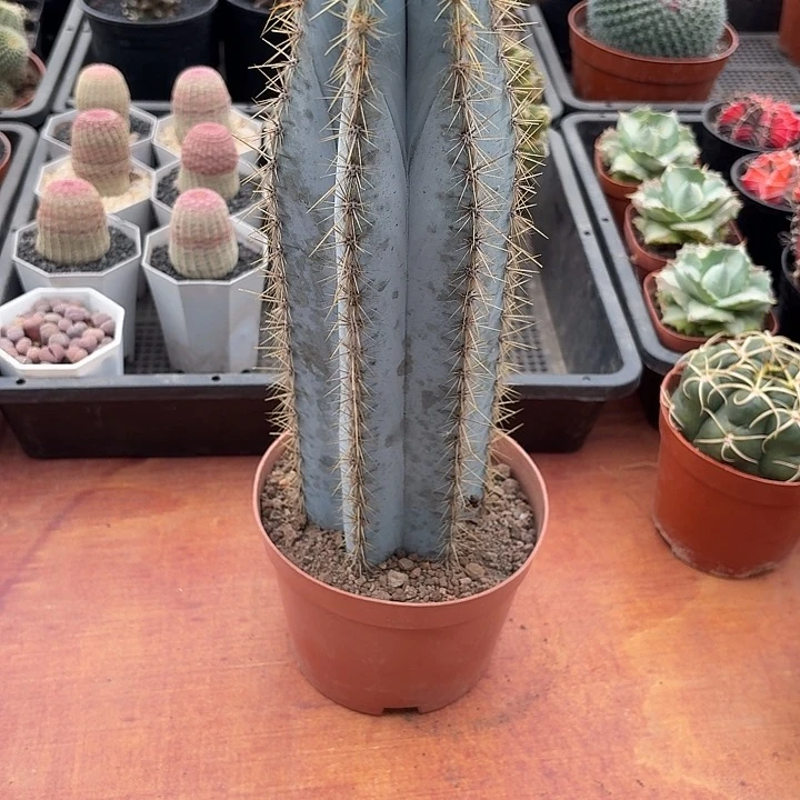 奈****沫蓝柱仙人球仙人球1234