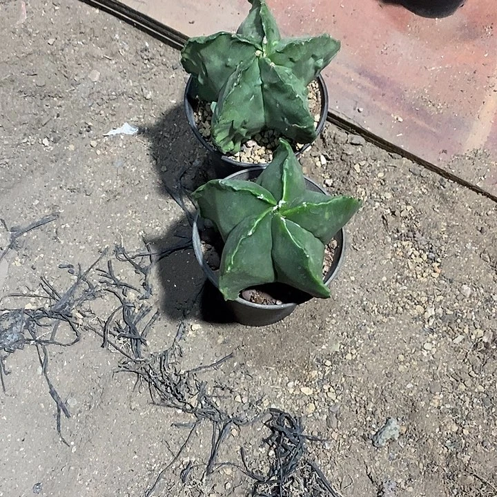 飞***石组合2棵实生带盆发货