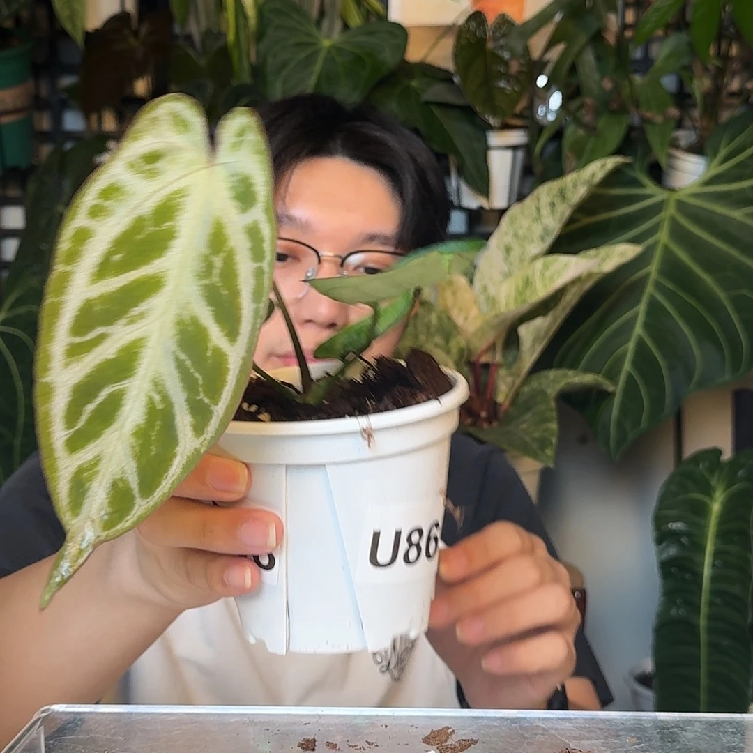 完全开放U86skgx银色面纱