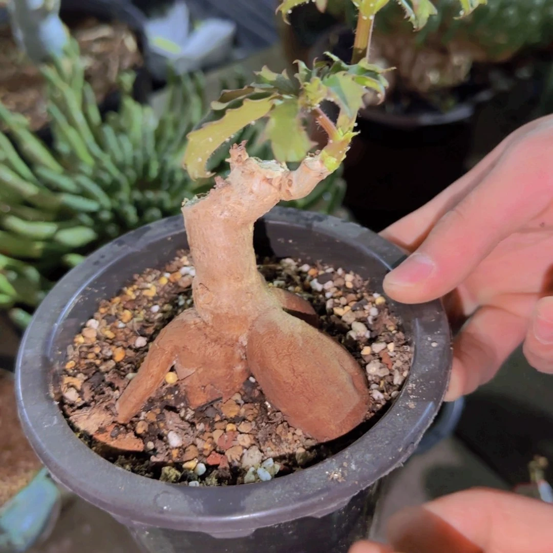 番****友块根植物块根植物