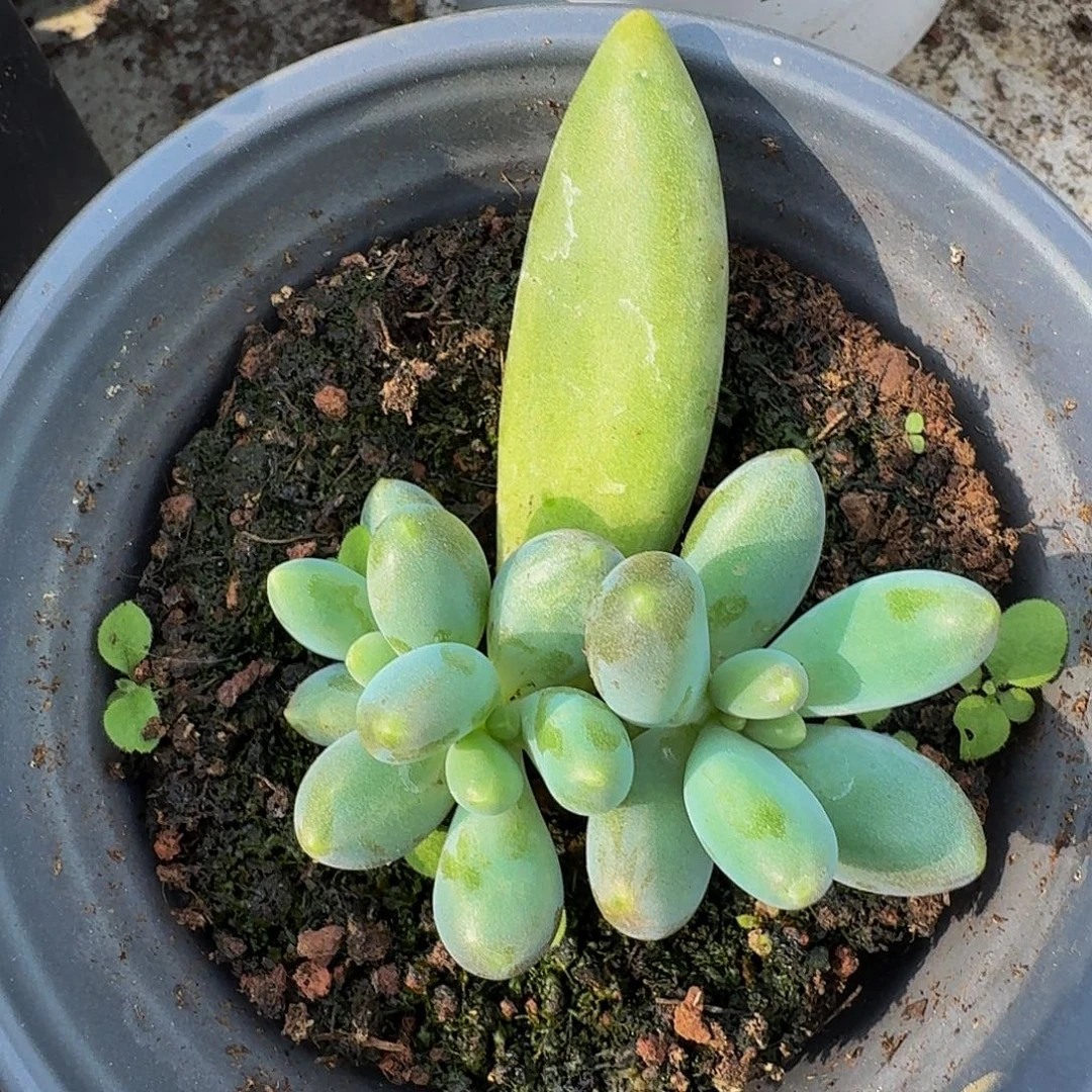 胖烟花 叶插 一物一拍