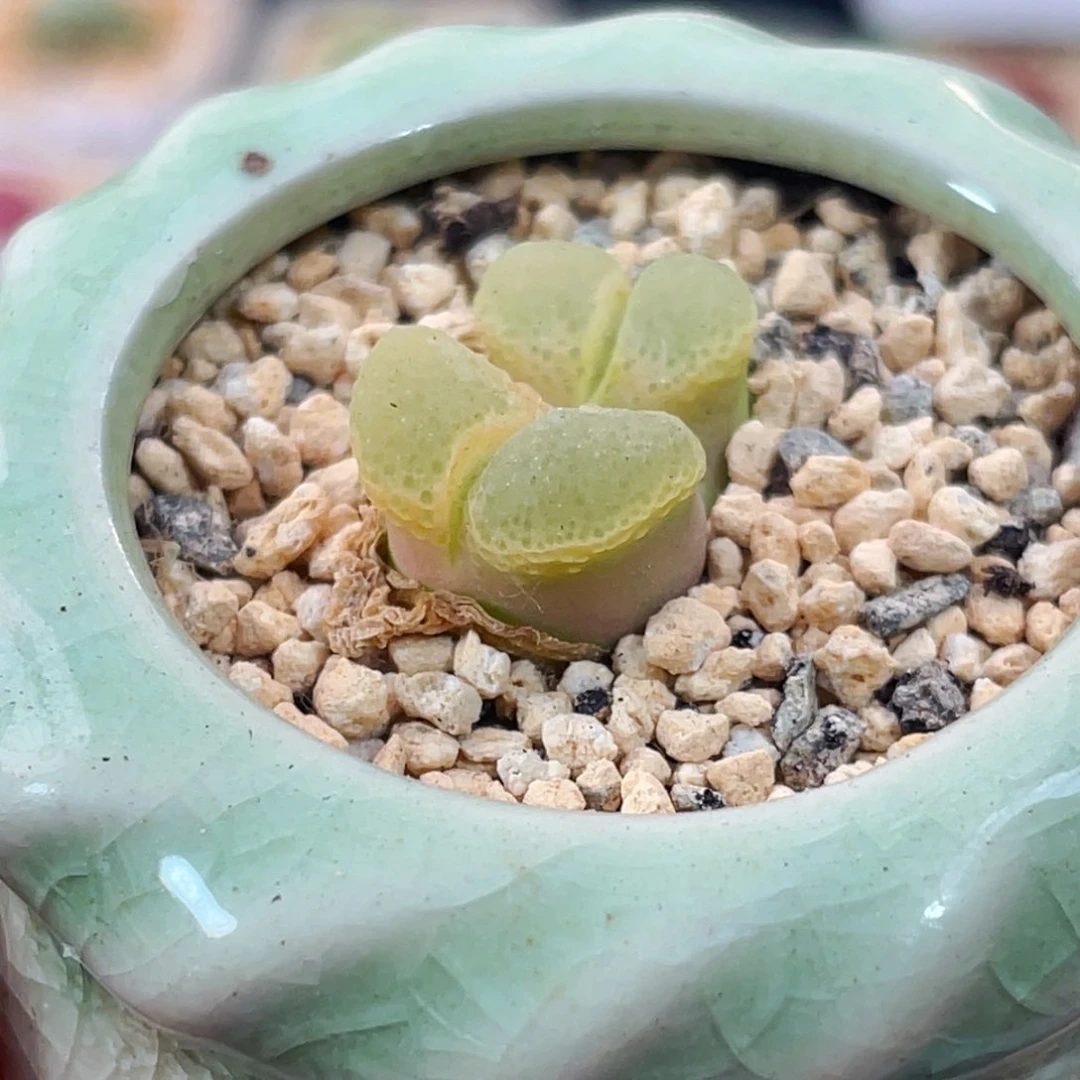 无花朵8392--一物一拍 带盆 星辰