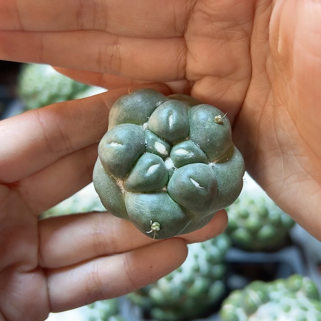 萝卜根泰系无刺象牙4.3公分