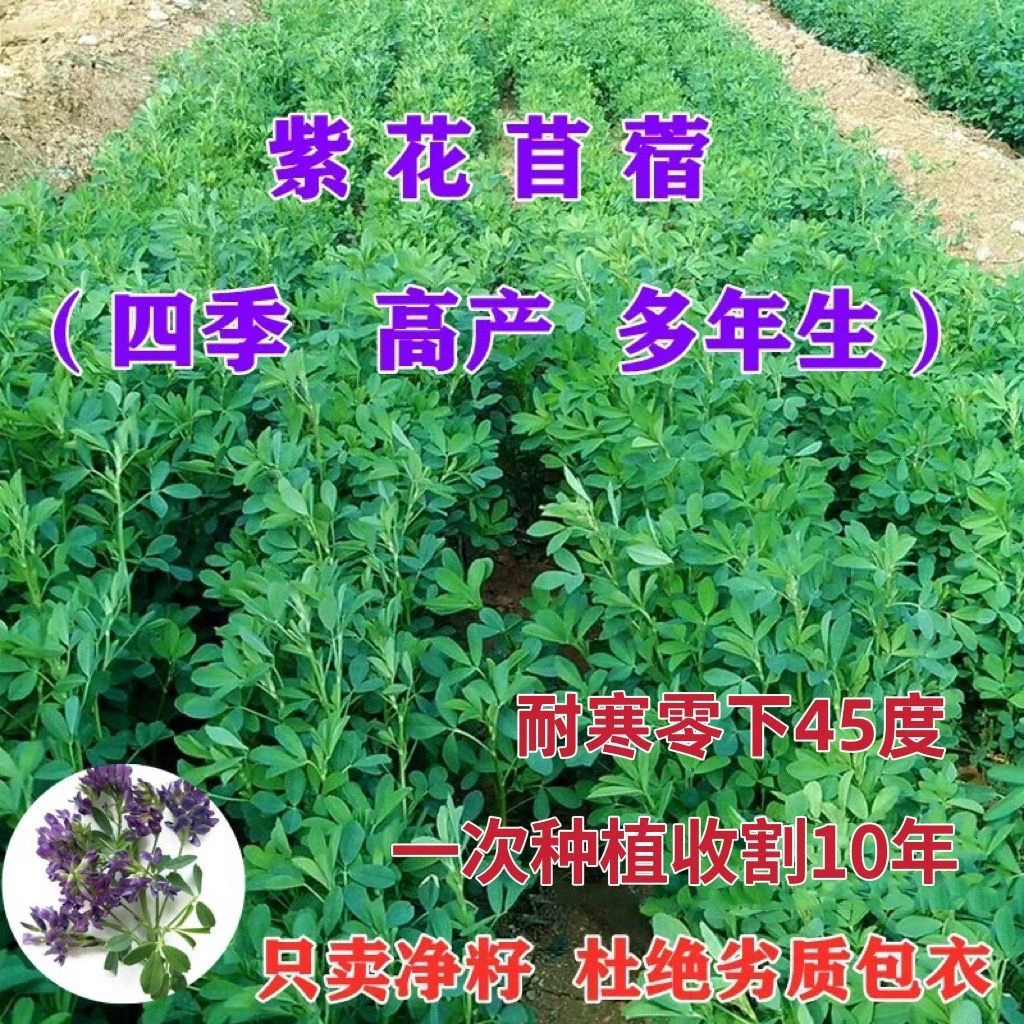 紫花苜蓿草种子大叶苜蓿草籽四季养殖牛羊猪鹅兔耐寒耐旱牧草种籽