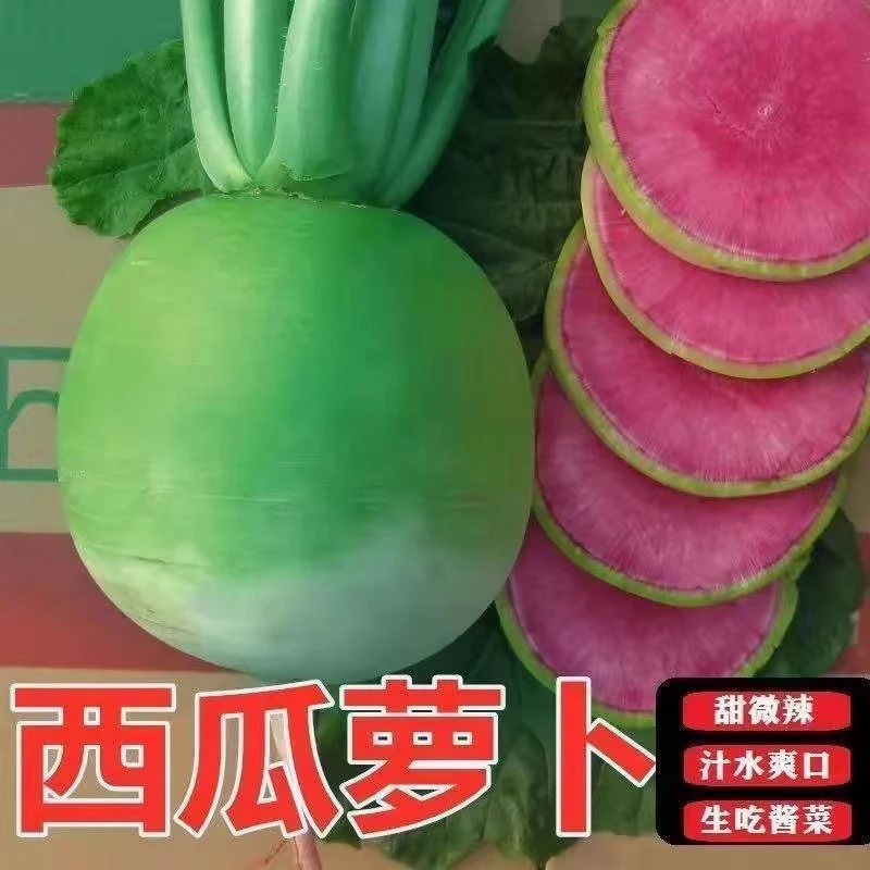 心里美萝卜种子满堂红水果红心四季秋季红肉萝卜籽种籽蔬菜种子冬