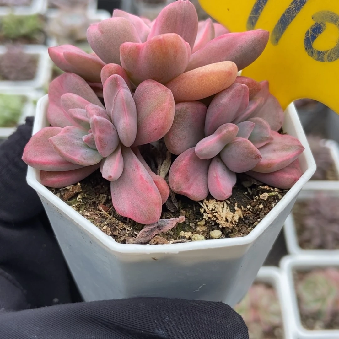 910彩虹糖锦多肉植物