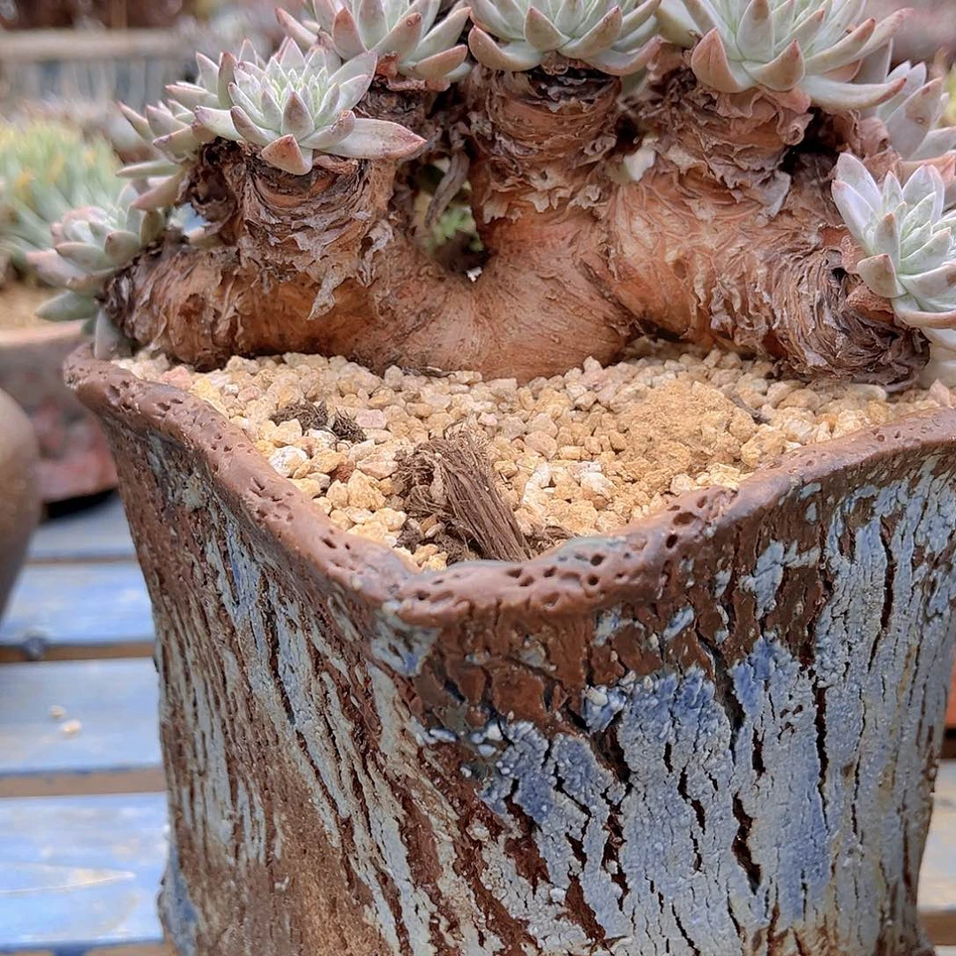 白姆缀化多头老桩