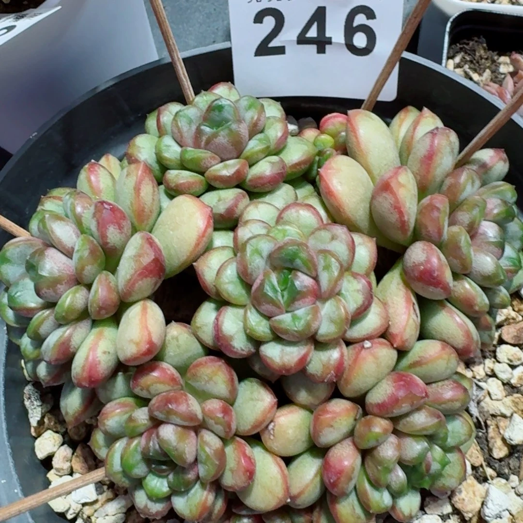 葡萄老桩            精美多肉植物