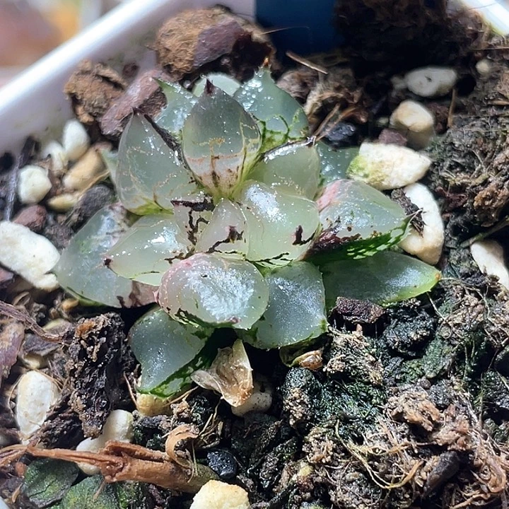 696坠化冰皇特选福利