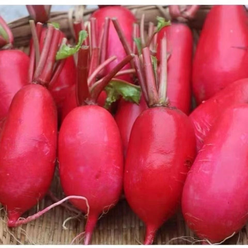 【汇峰农场】新鲜红皮白心水萝卜拍4斤送1斤（±2两） 新鲜现拔 顺丰包邮水萝卜