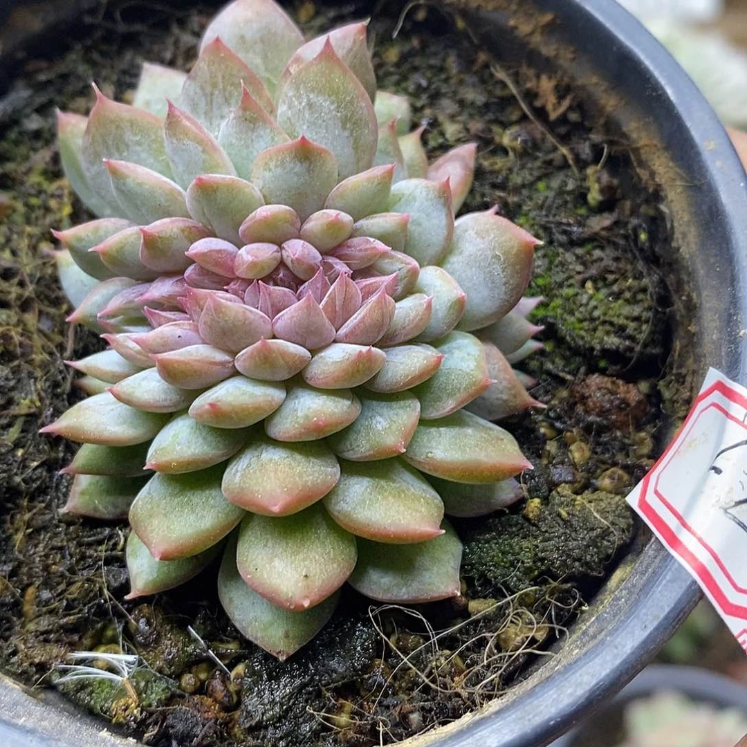 2122 不知名缀化