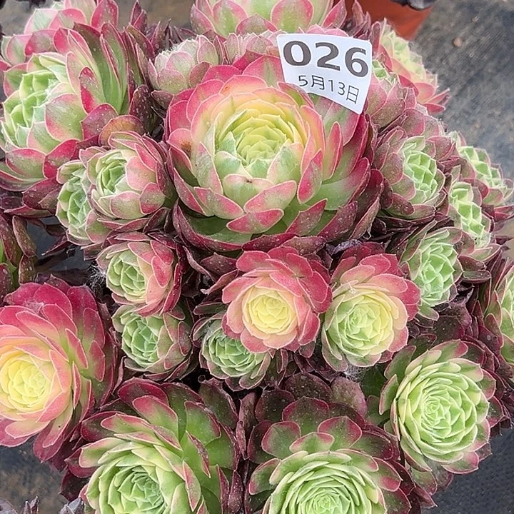 二**姨5.13-26多肉植物多肉植物1