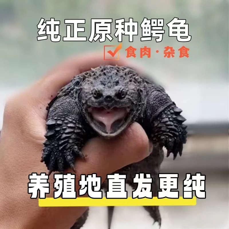 【养殖基地】外塘冷水小鳄龟龟凶猛活泼宠物龟杂食性观赏龟
