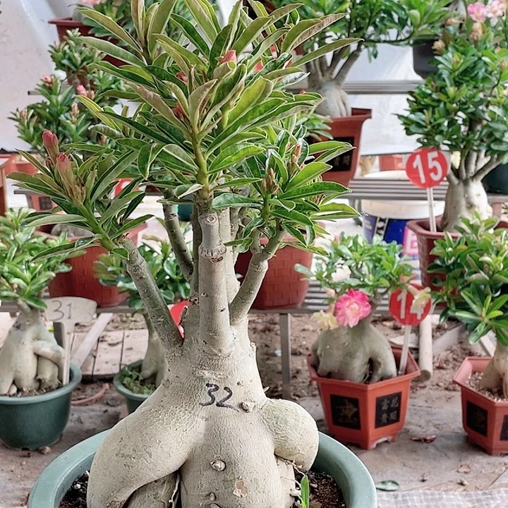阳***烂完全开放沙漠玫瑰