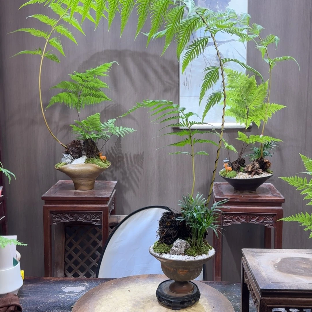 M***陈无花朵蕨类植物一物一拍