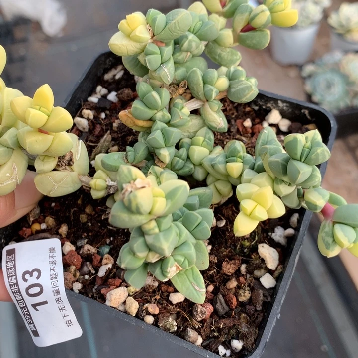 无花朵鹿角海棠了103