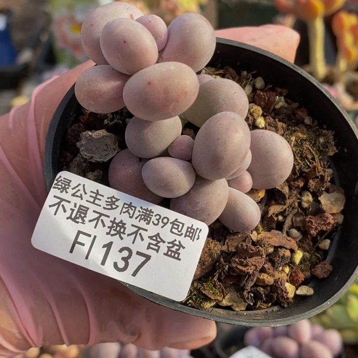 烟美人6vm137多肉植物