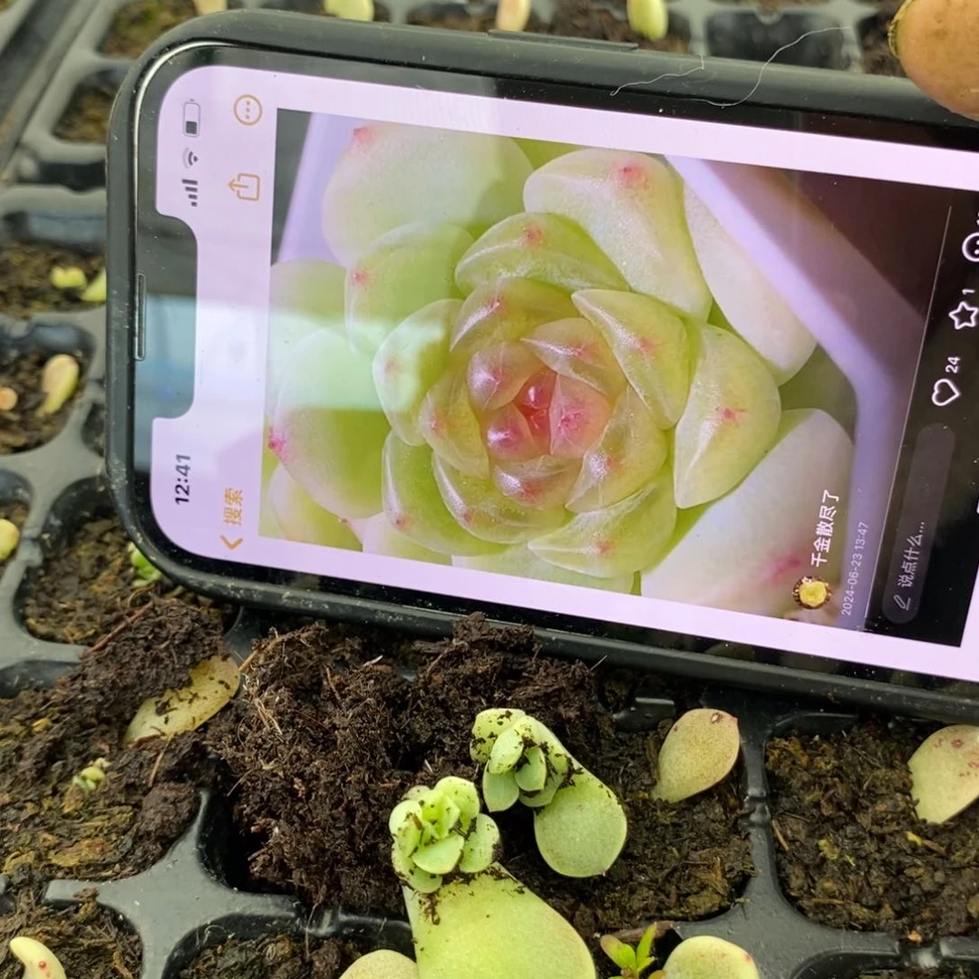 穴盘甜心202苗一个