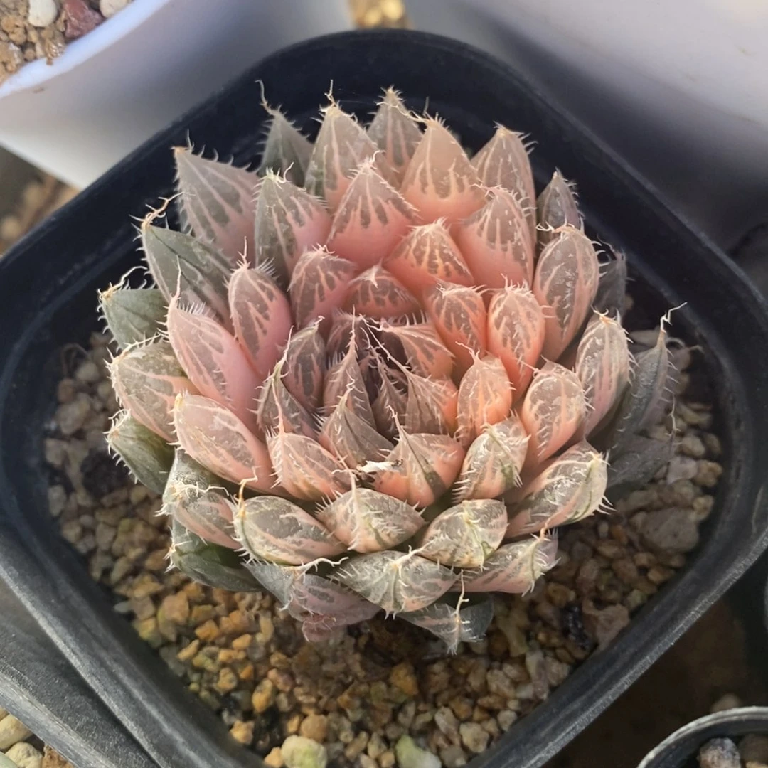 一颗实生原始糊斑玉露锦  特价