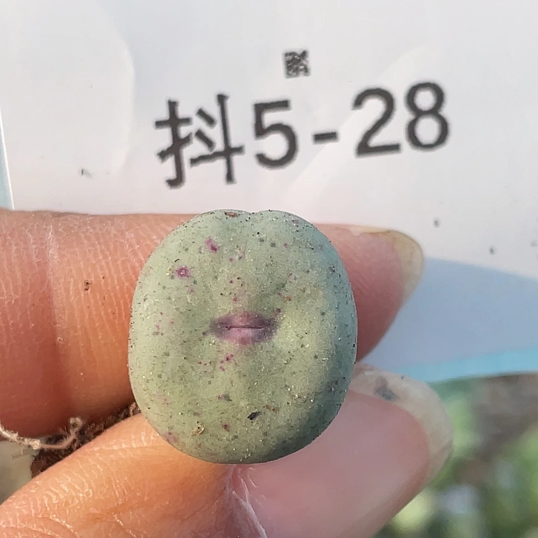 5-28嘴多肉植物肉锥