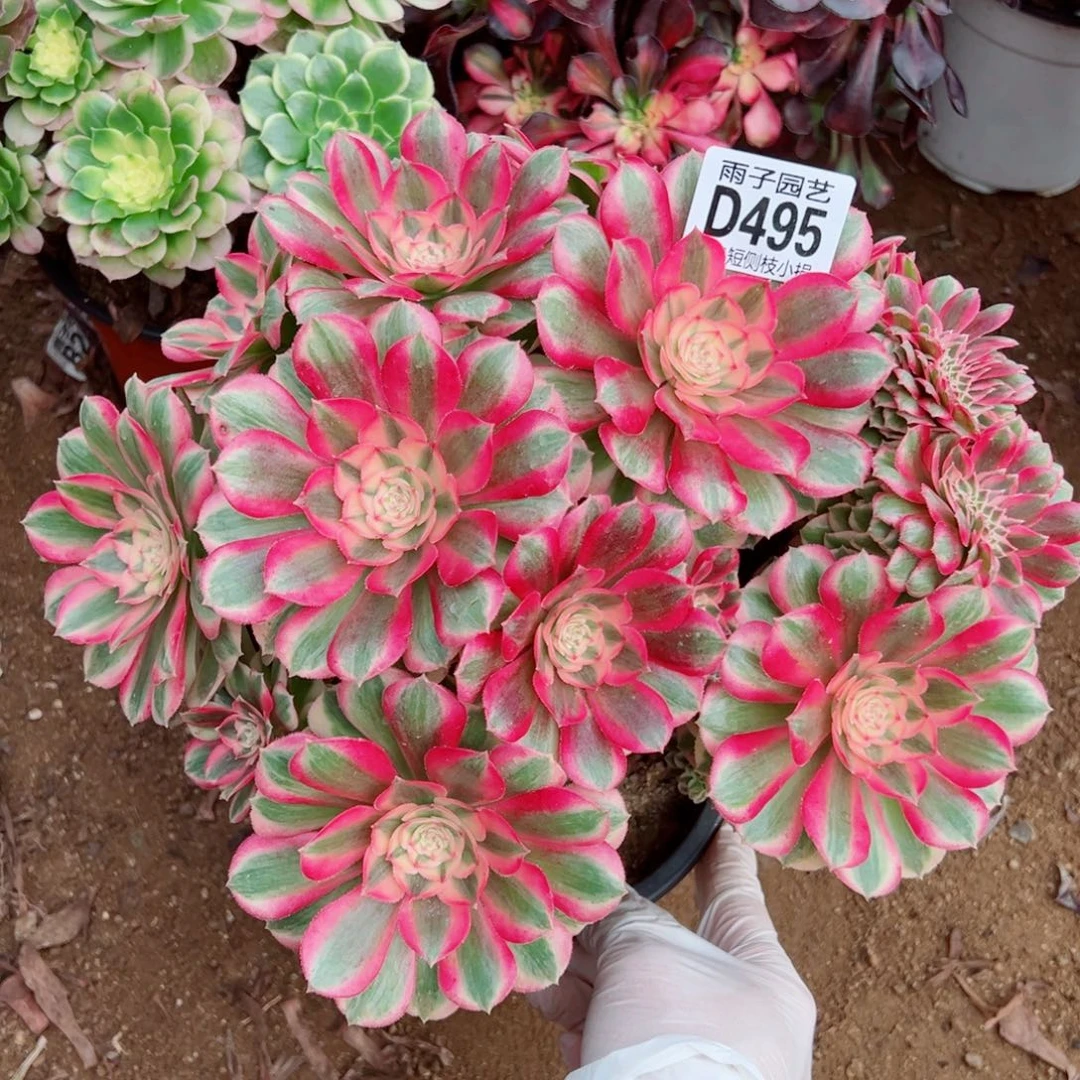 495倾城缀化雨子多肉植物
