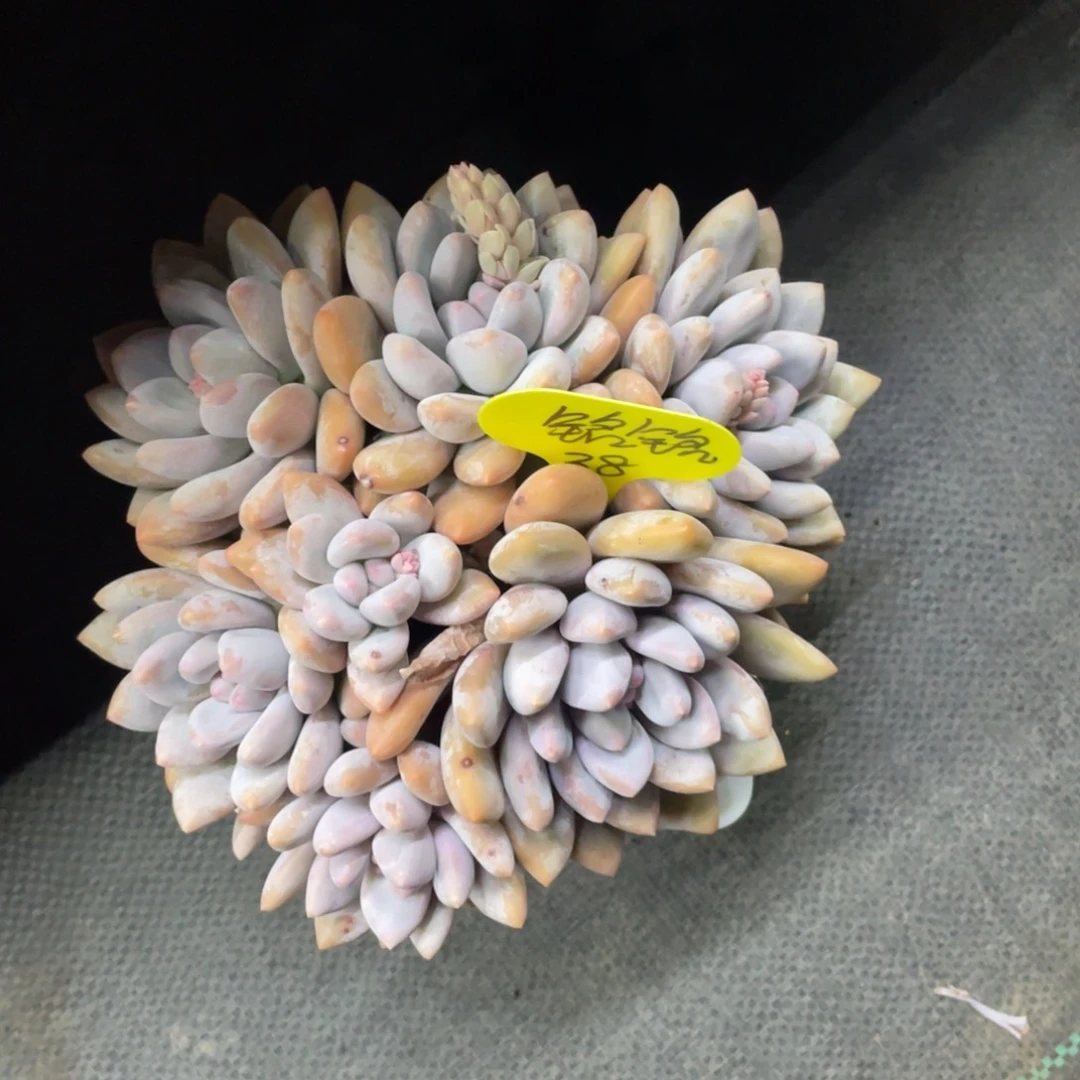 铭*奶酪体香水群生38